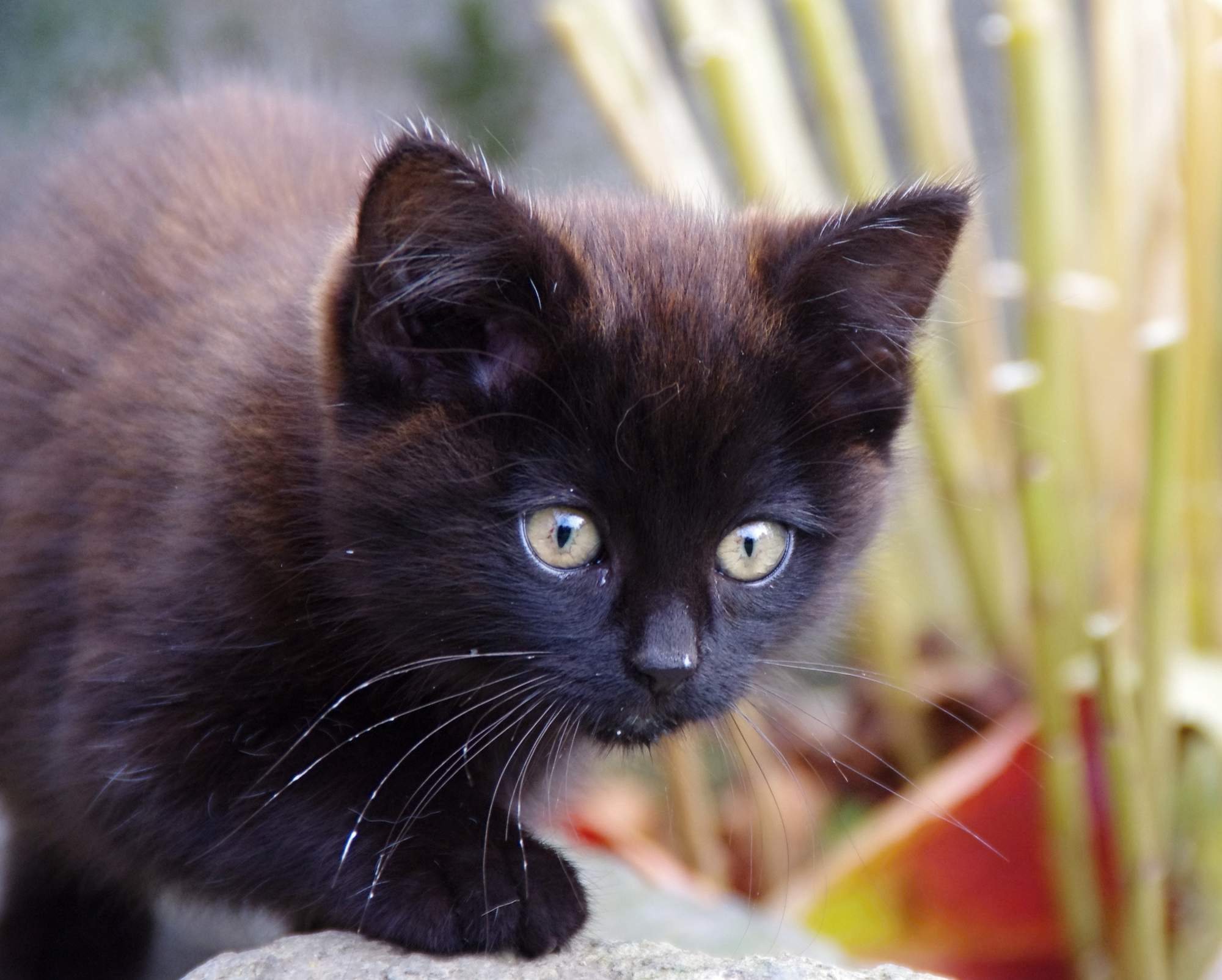 Vousky nikdy nestříhat!