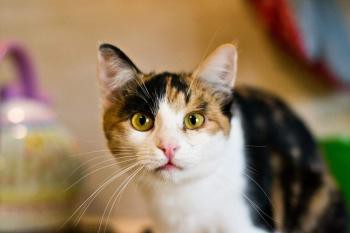 Pozvánka na umísťovací výstavu opuštěných koček 16. 4. 2016 v Brně