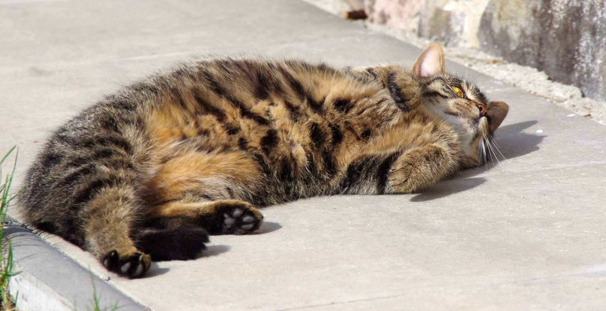 Jak nejlépe skladovat granule?