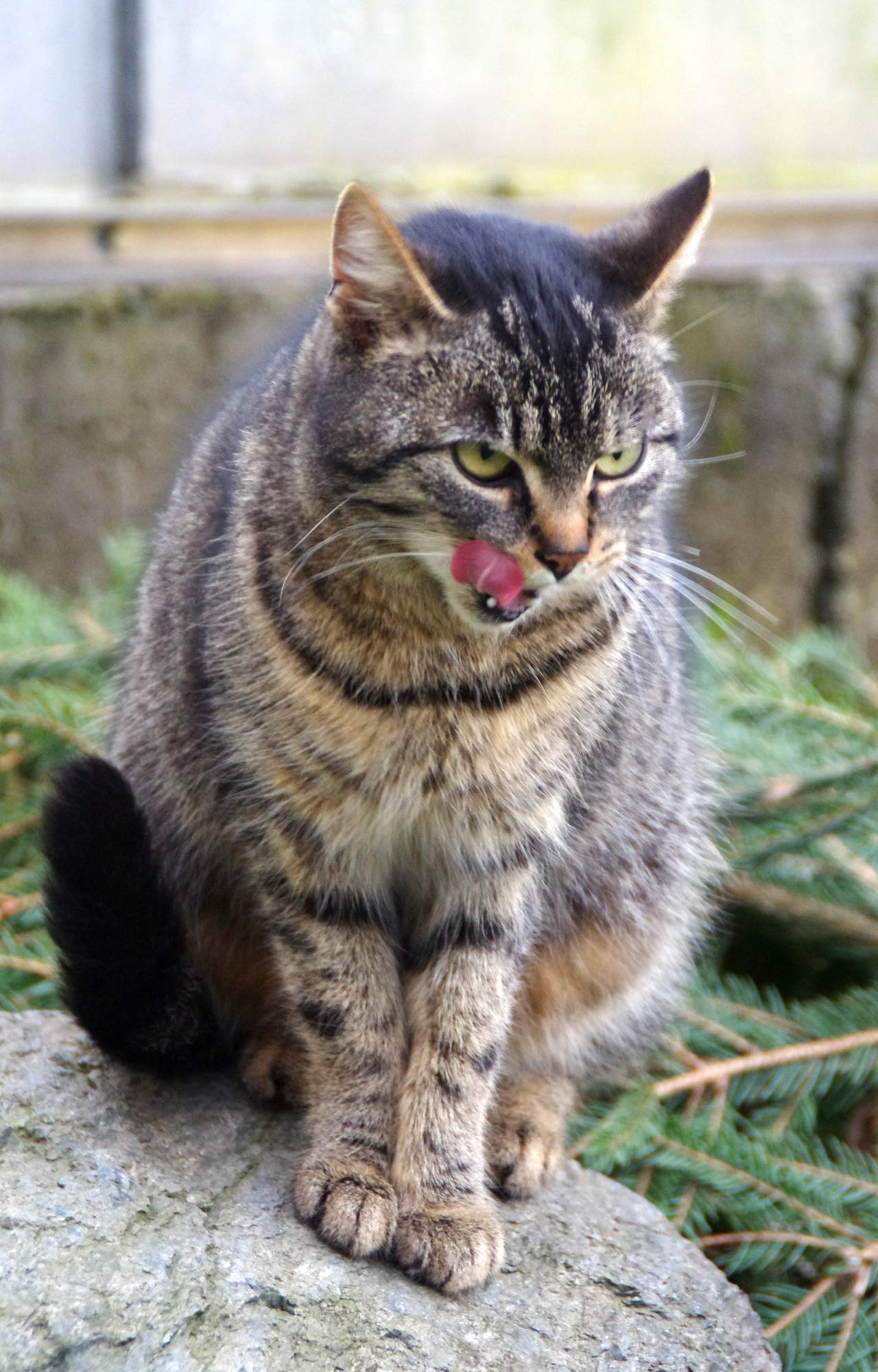 V dubnu můžete zajít na kávu a zároveň podpořit zvířata v útulcích