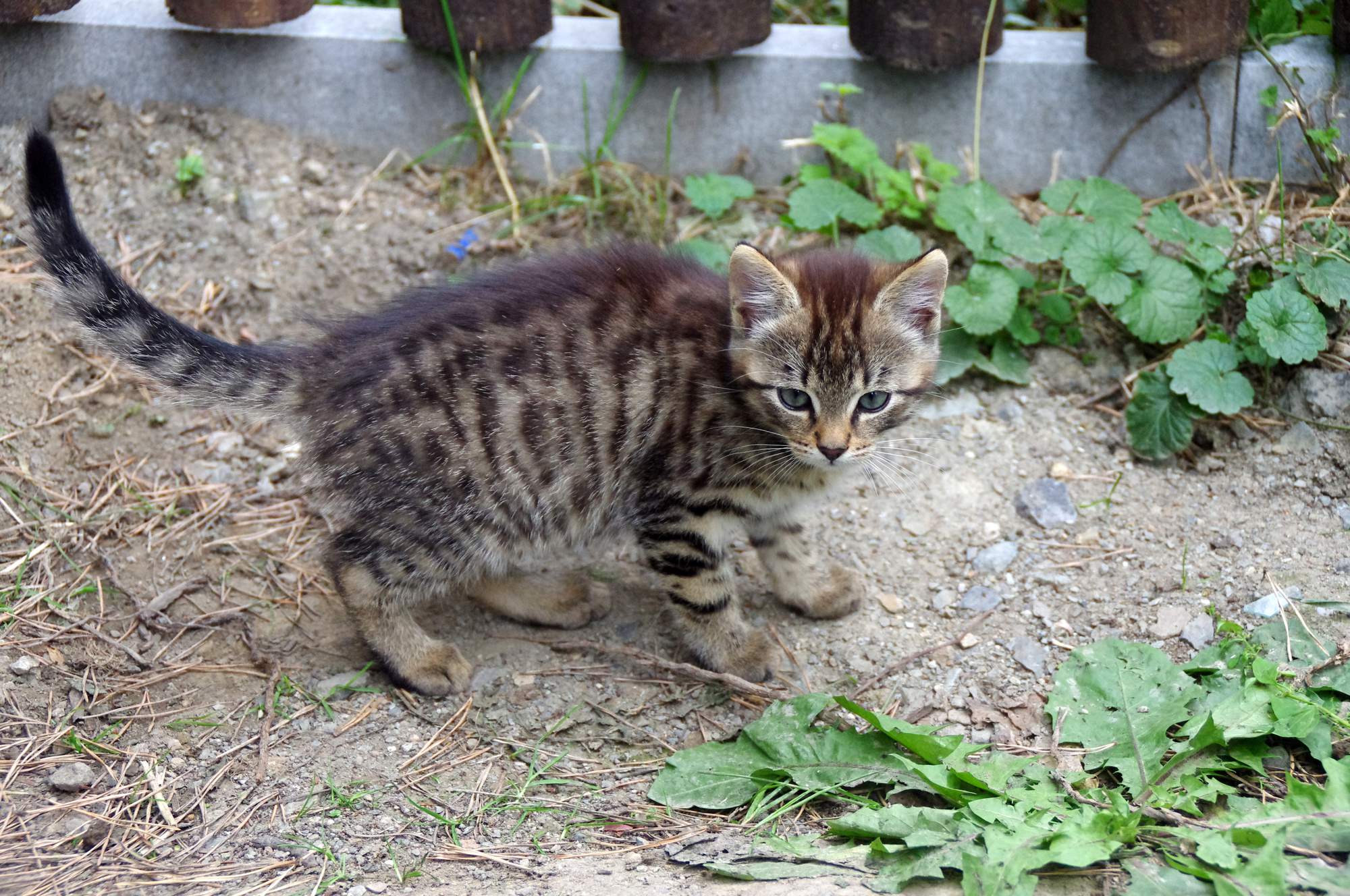 Lidé podceňují náklady na domácí mazlíčky, pak dluží veterinářům
