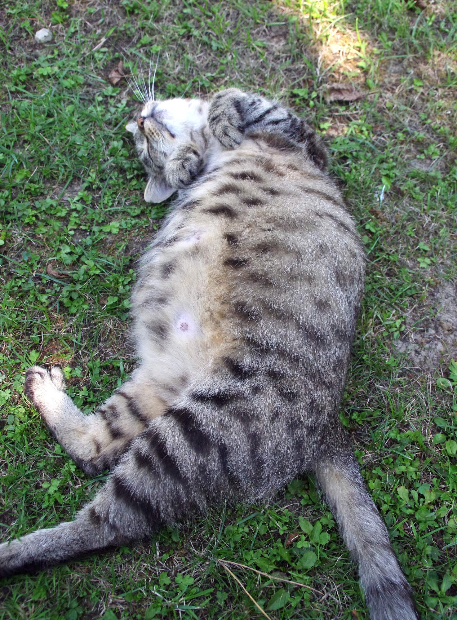 Proč kočky nastavují bříško?