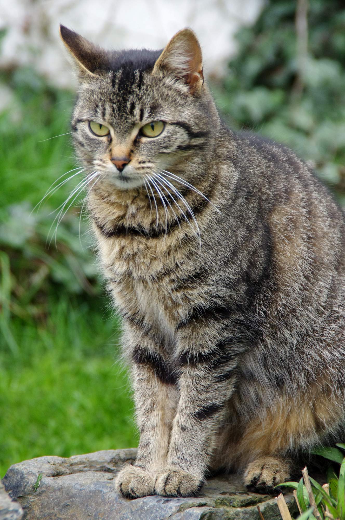 Startuje další Kočičí přání