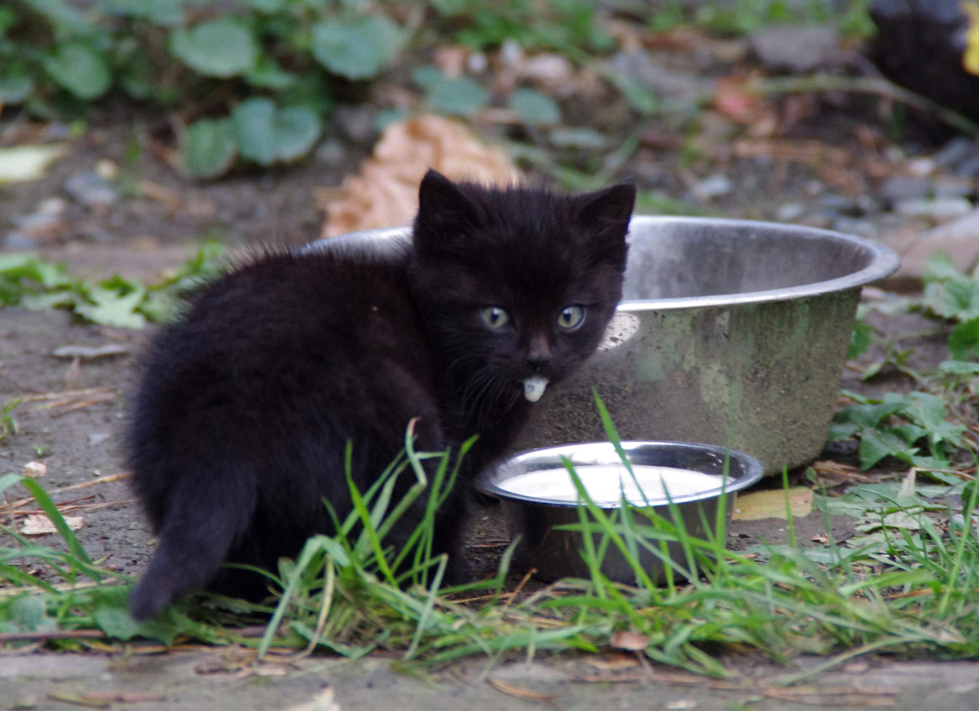 Mlsný kočičí čich