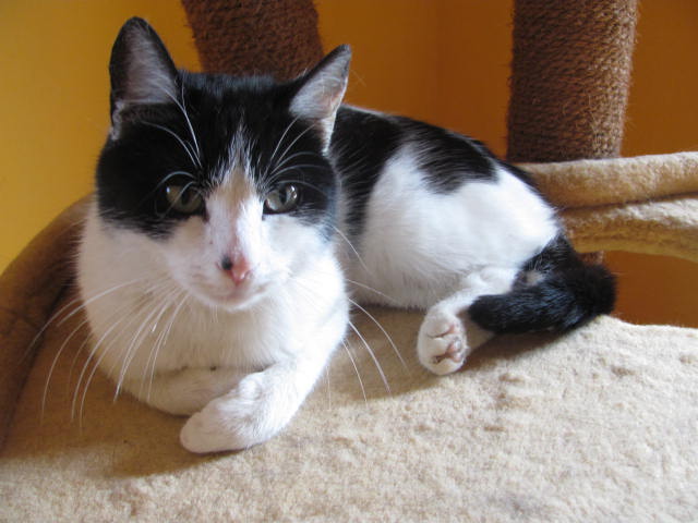 3. MÁJOVKA – výstava koček bez domova