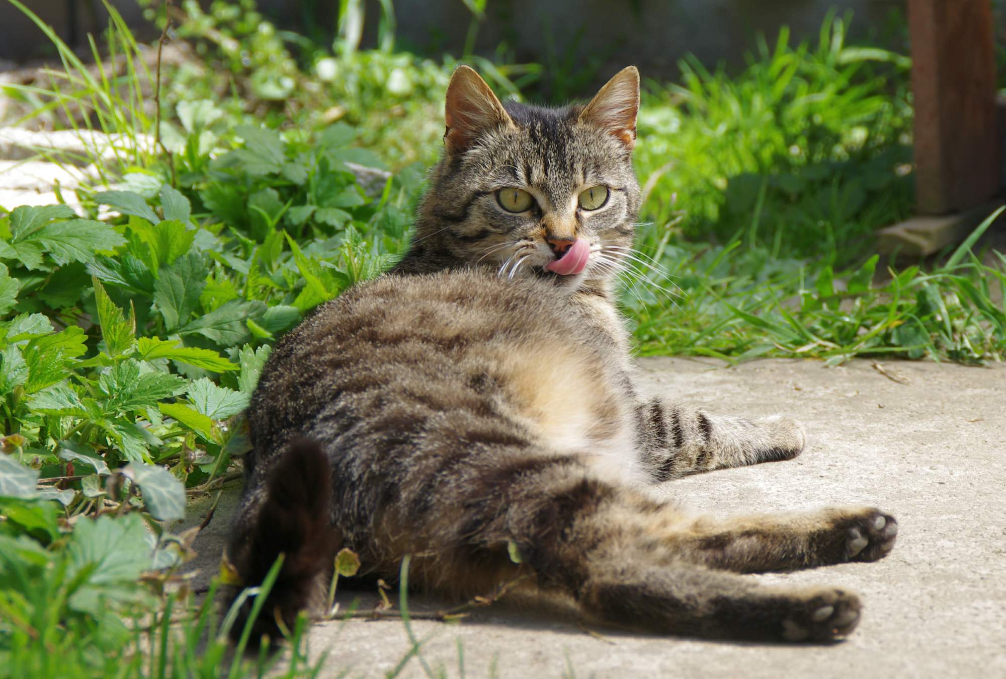Nefunkční obojky proti blechám a klíšťatům lze reklamovat