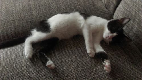 Hledáte nejbližší veterinu? S novu aplikací je to otázka několika vteřin