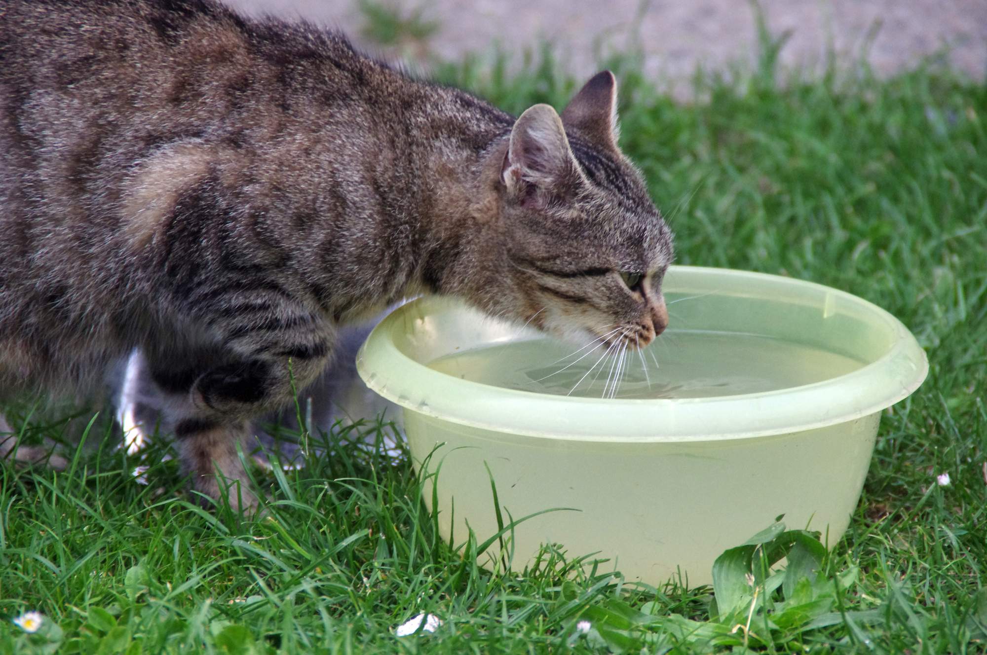 Nechat misku k dispozici po celý den?