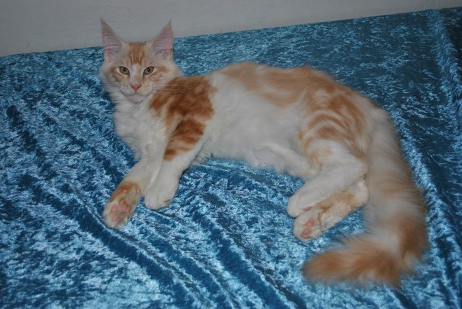 Pozvánka: Mezinárodní výstava koček 25.-26. června 2016