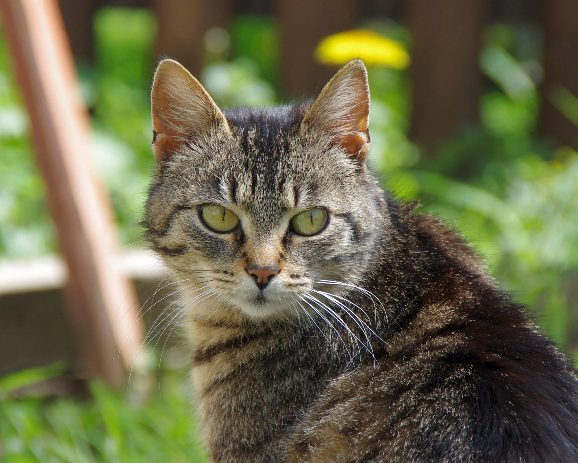 Přehřátí – úžeh, úpal