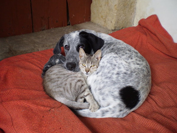 Krmení koček vs. psů