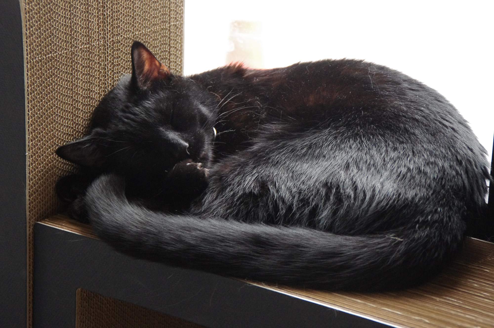 7 tipů pro prázdninové cestování s domácím mazlíčkem