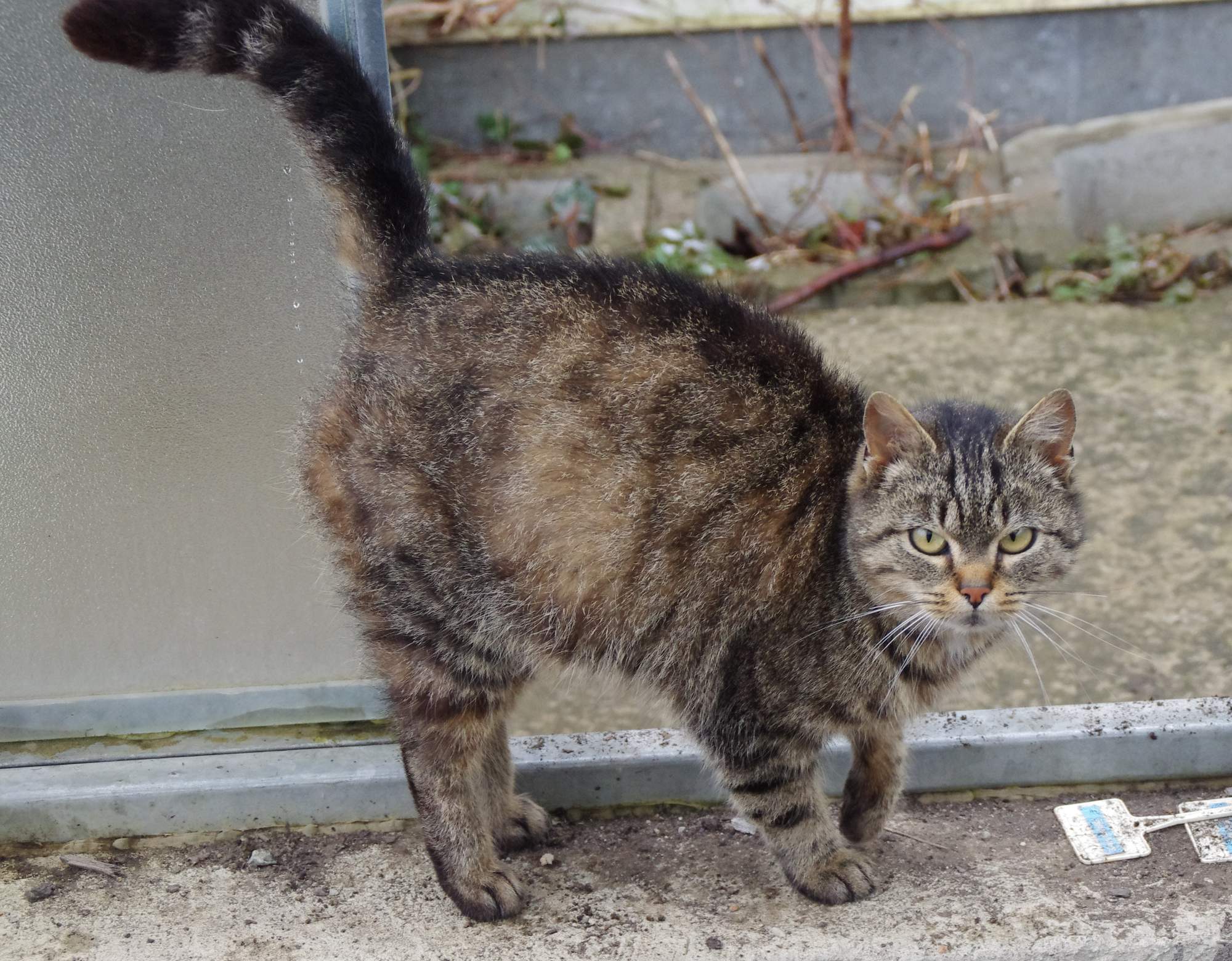 Příznaky, že je kočka nemocná