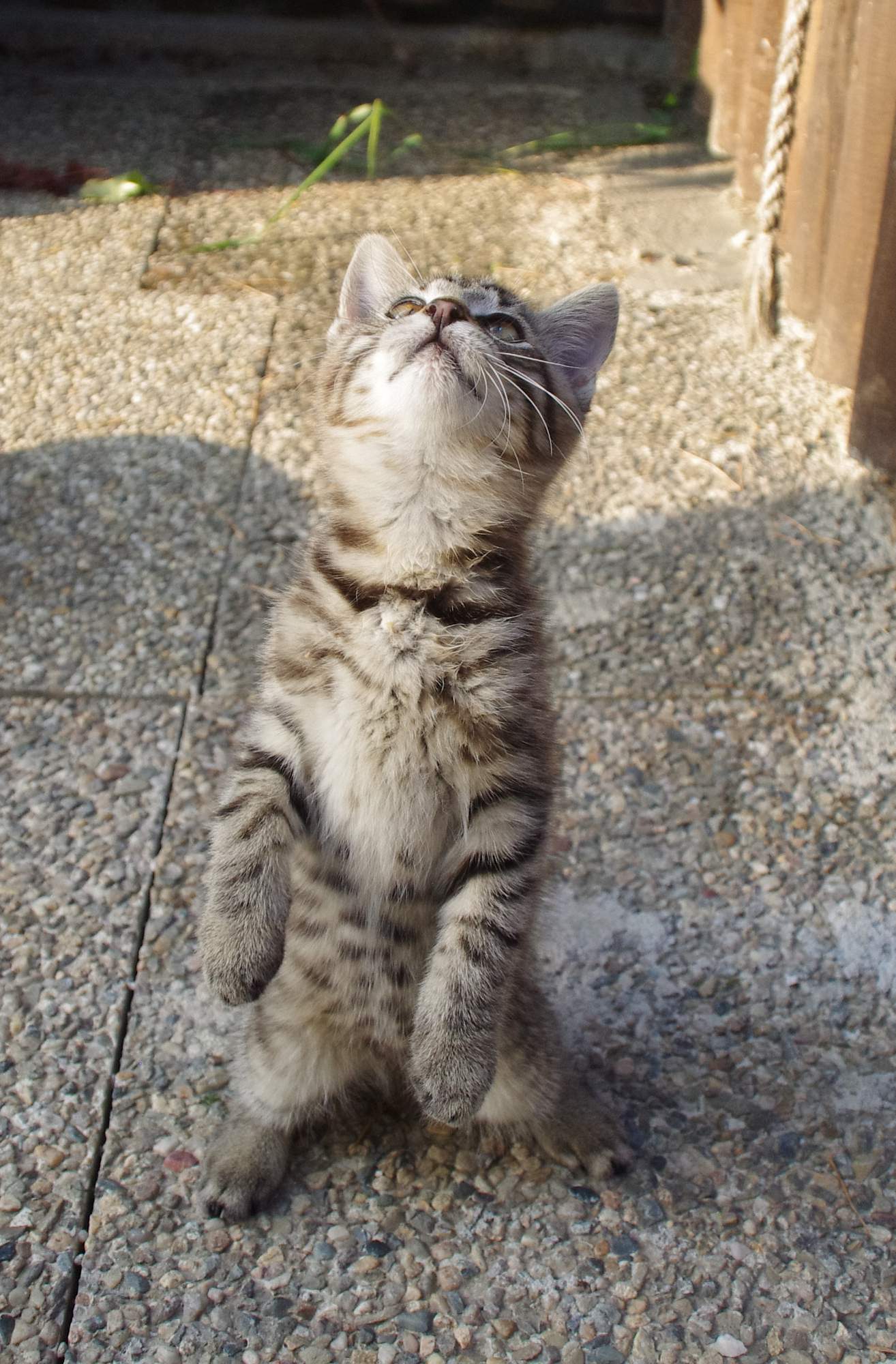 Výcvik pomocí klikru