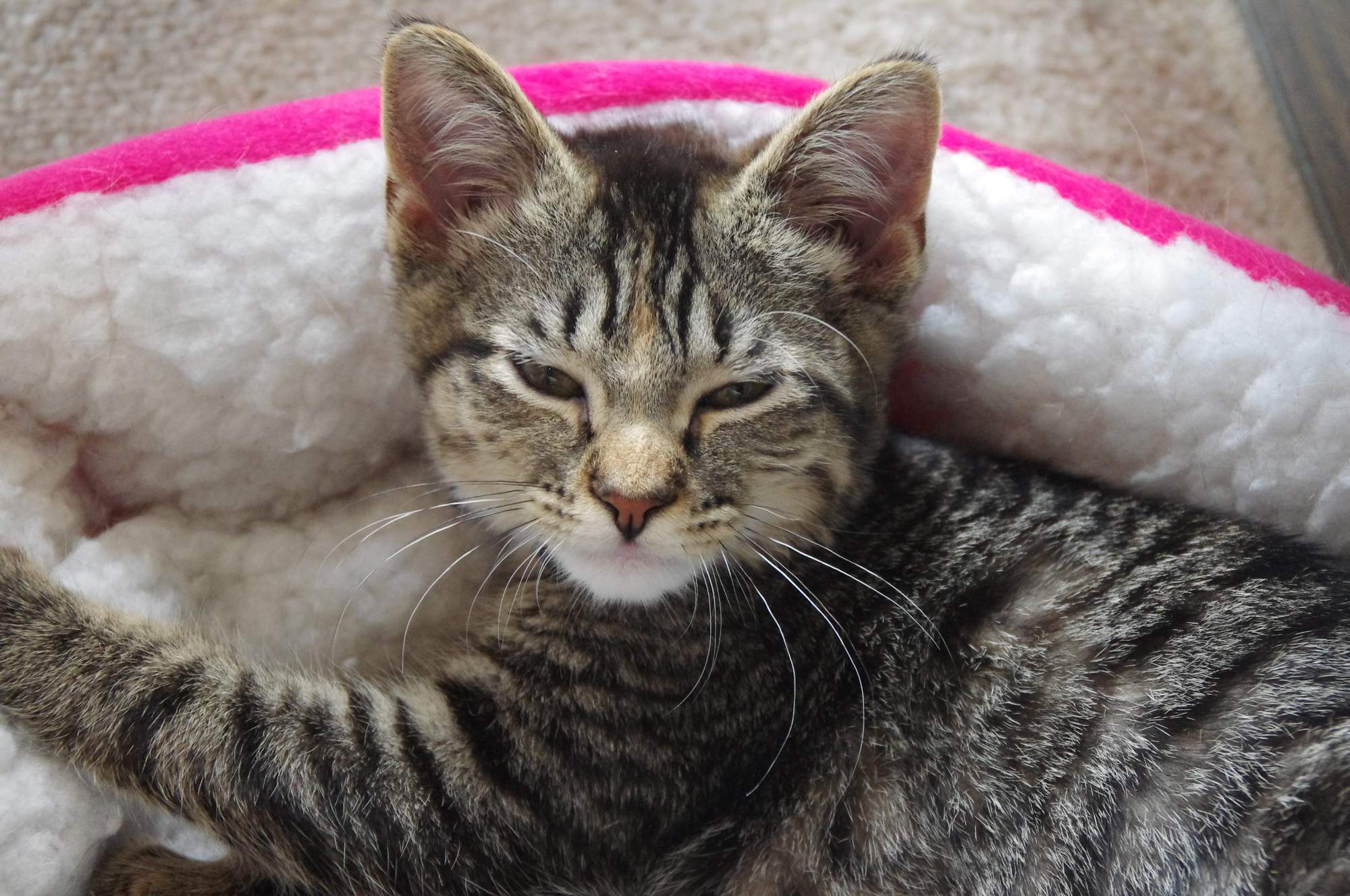 SVS začíná zveřejňovat na svých stránkách výsledky kontrol v útulcích