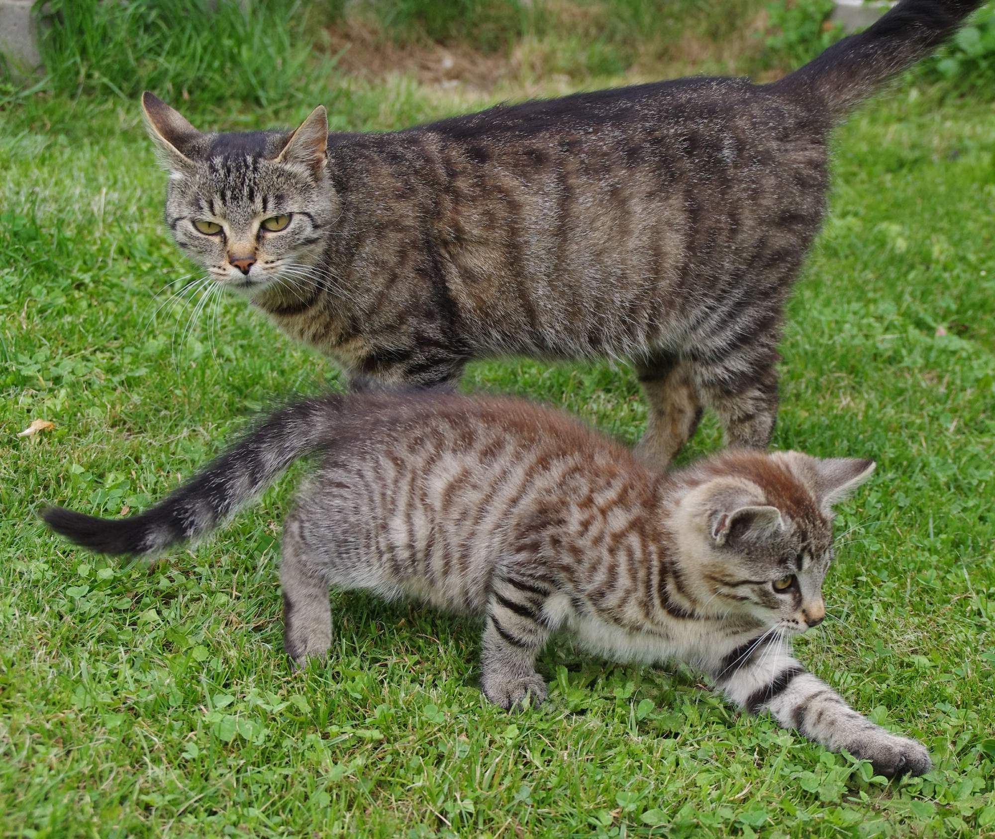 Kastrace – prevence a kontrola počtu koček