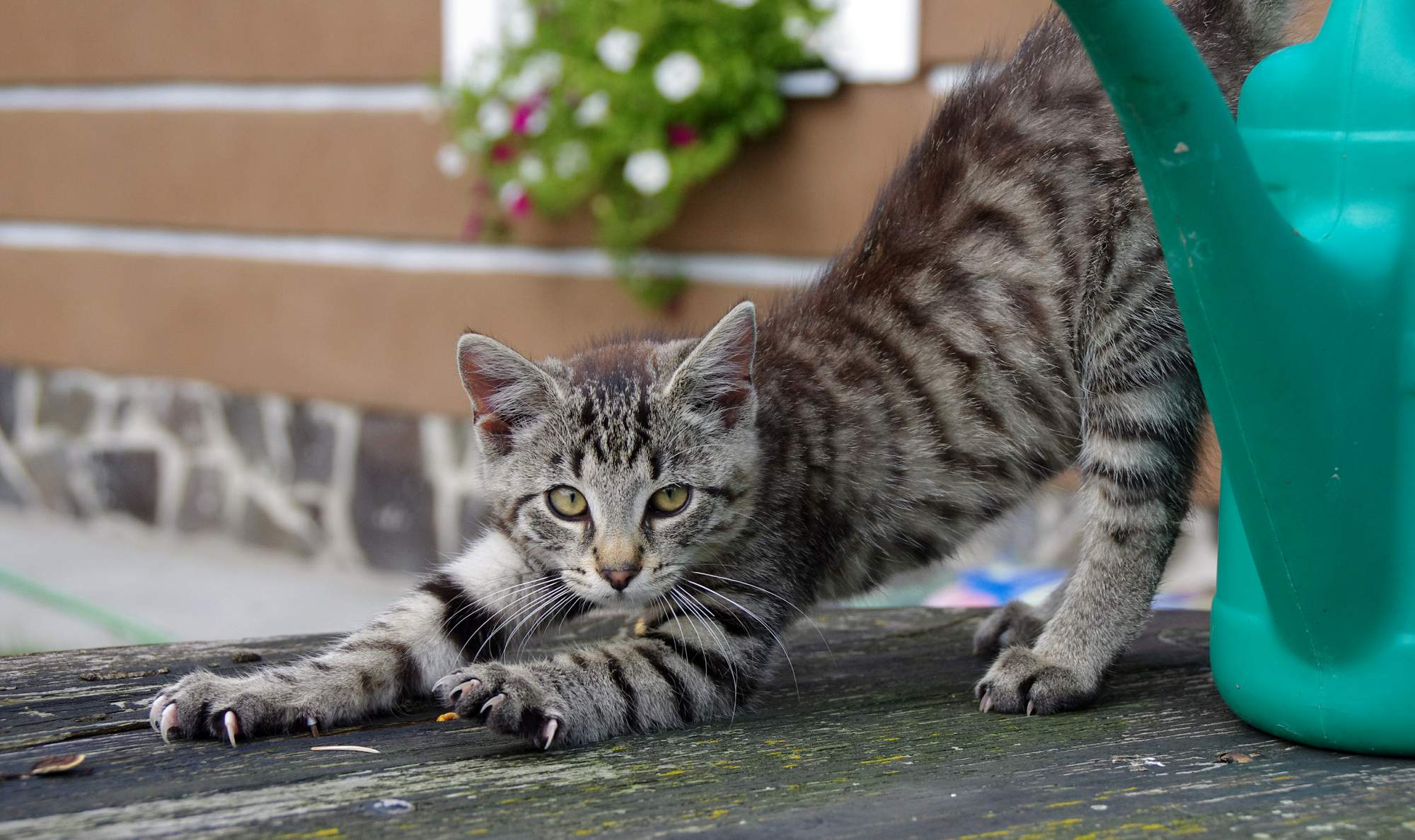 Je med vhodný pro zvířata?