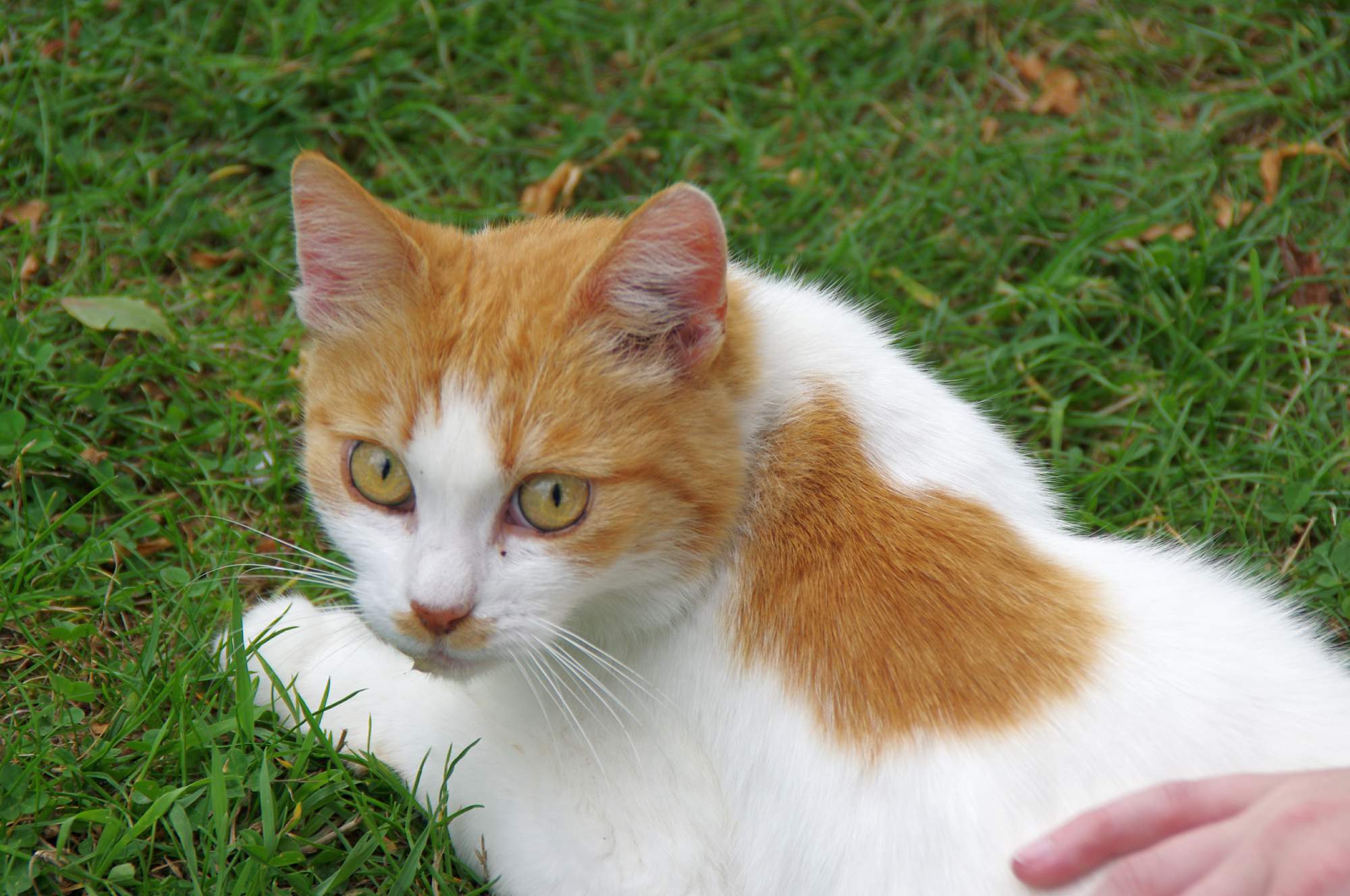 Jak pochováváme domácí mazlíčky?