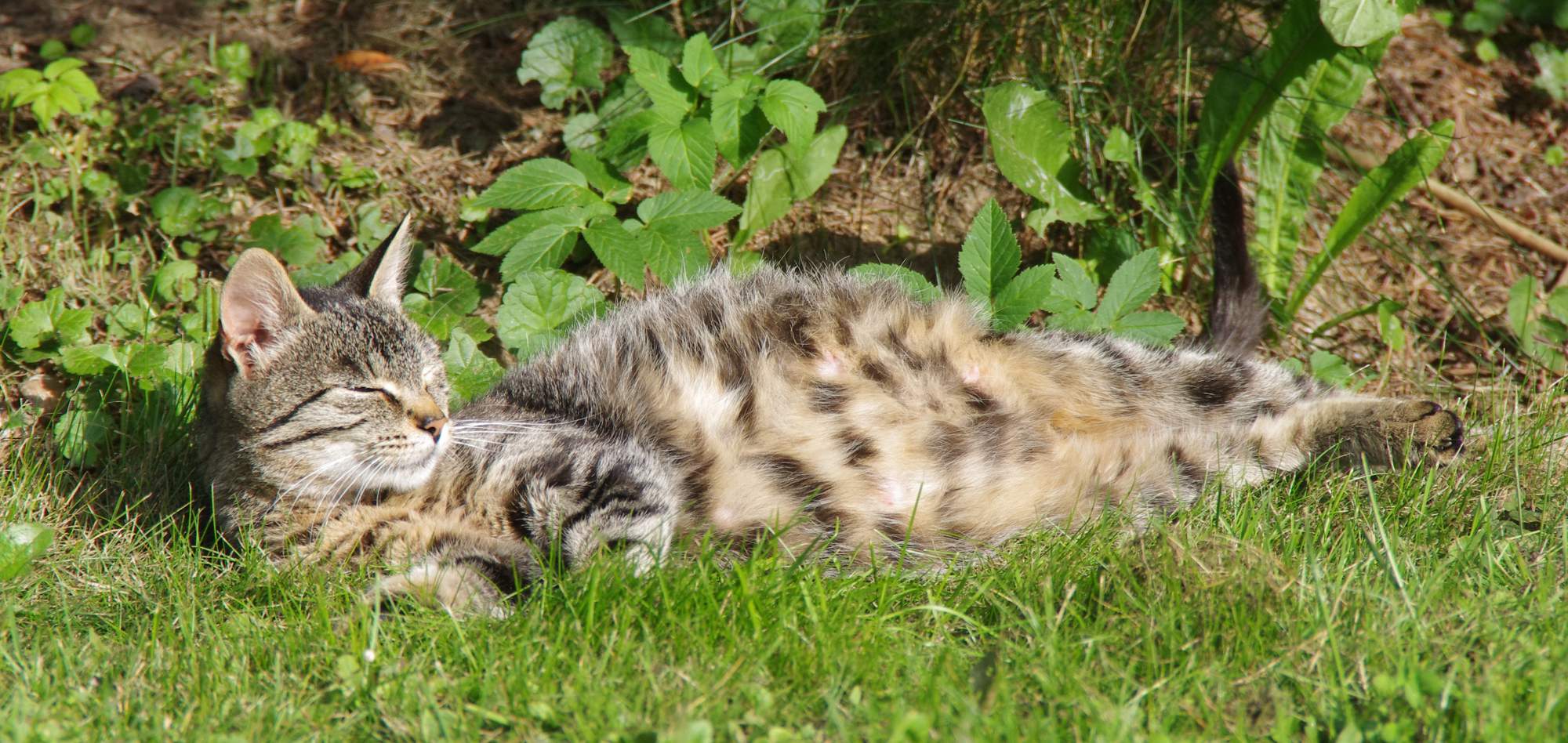 Naděje pro opuštěná zvířata