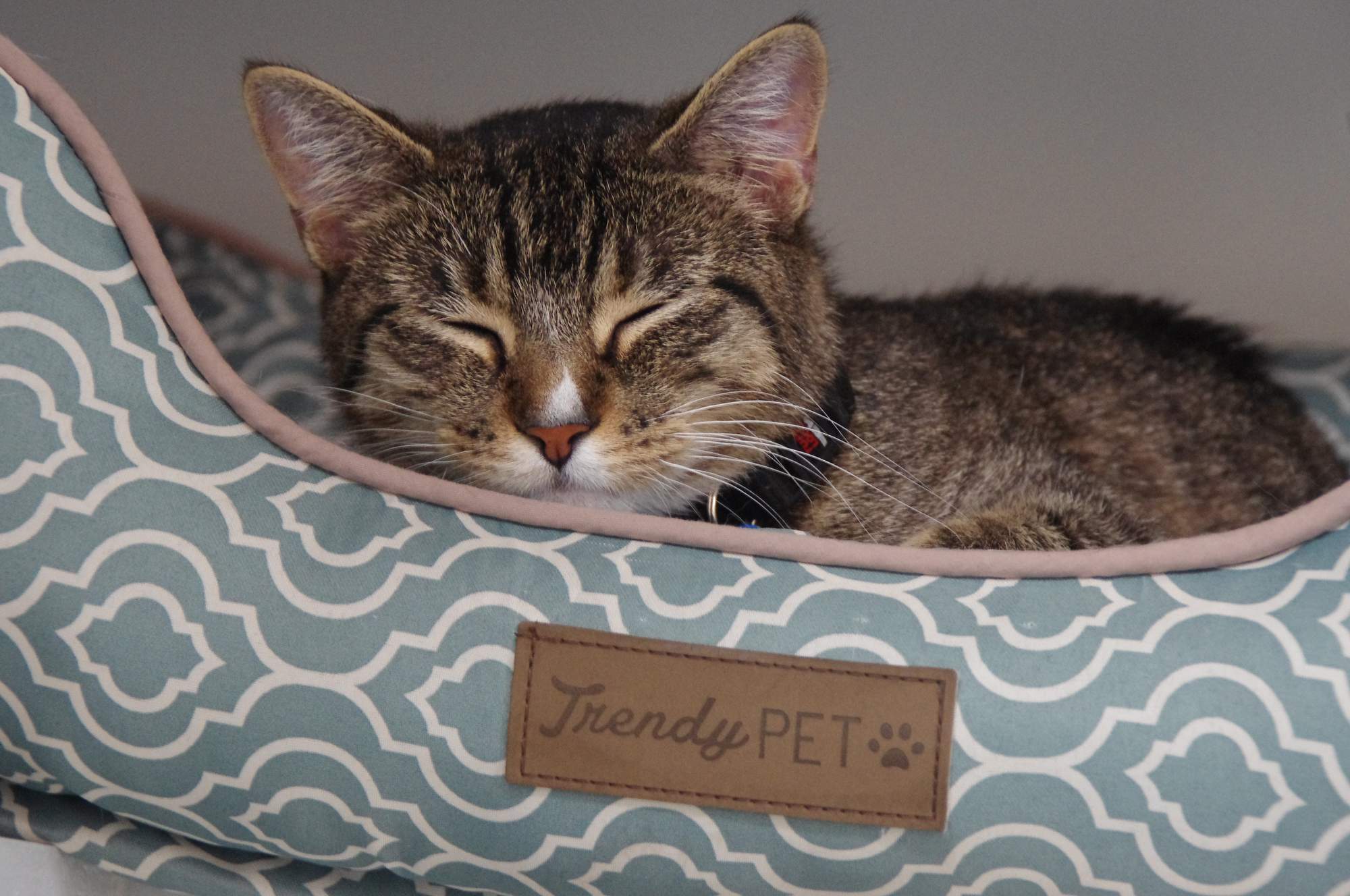 Pozvánka: 11. ročník umisťovací výstavy Sen zvířat