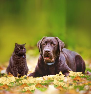 Bleší sezona je tu