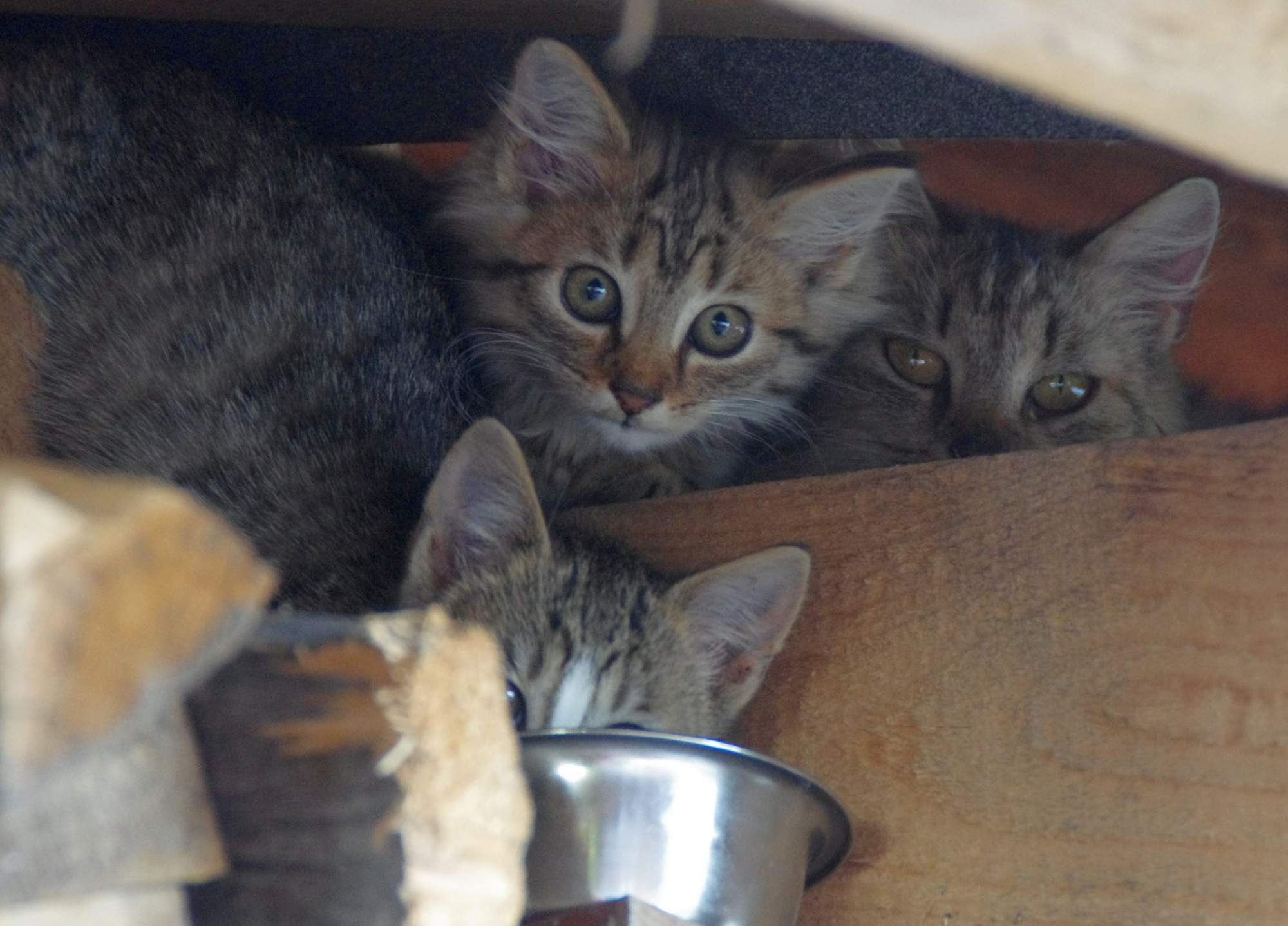 Statistika: Češi a zvířata z útulků