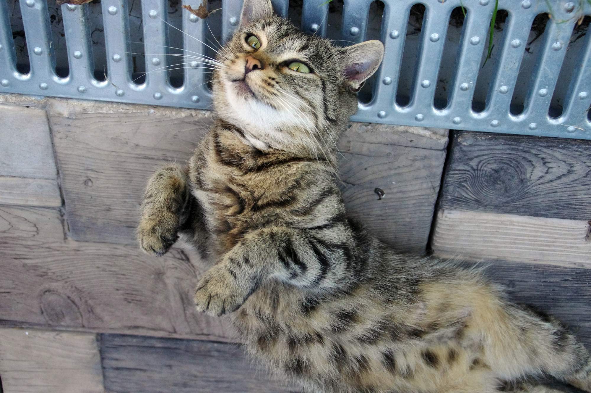 Pozvánka: FESTIVAL ZVÍŘAT ve dnech 1. – 2. 10. 2016