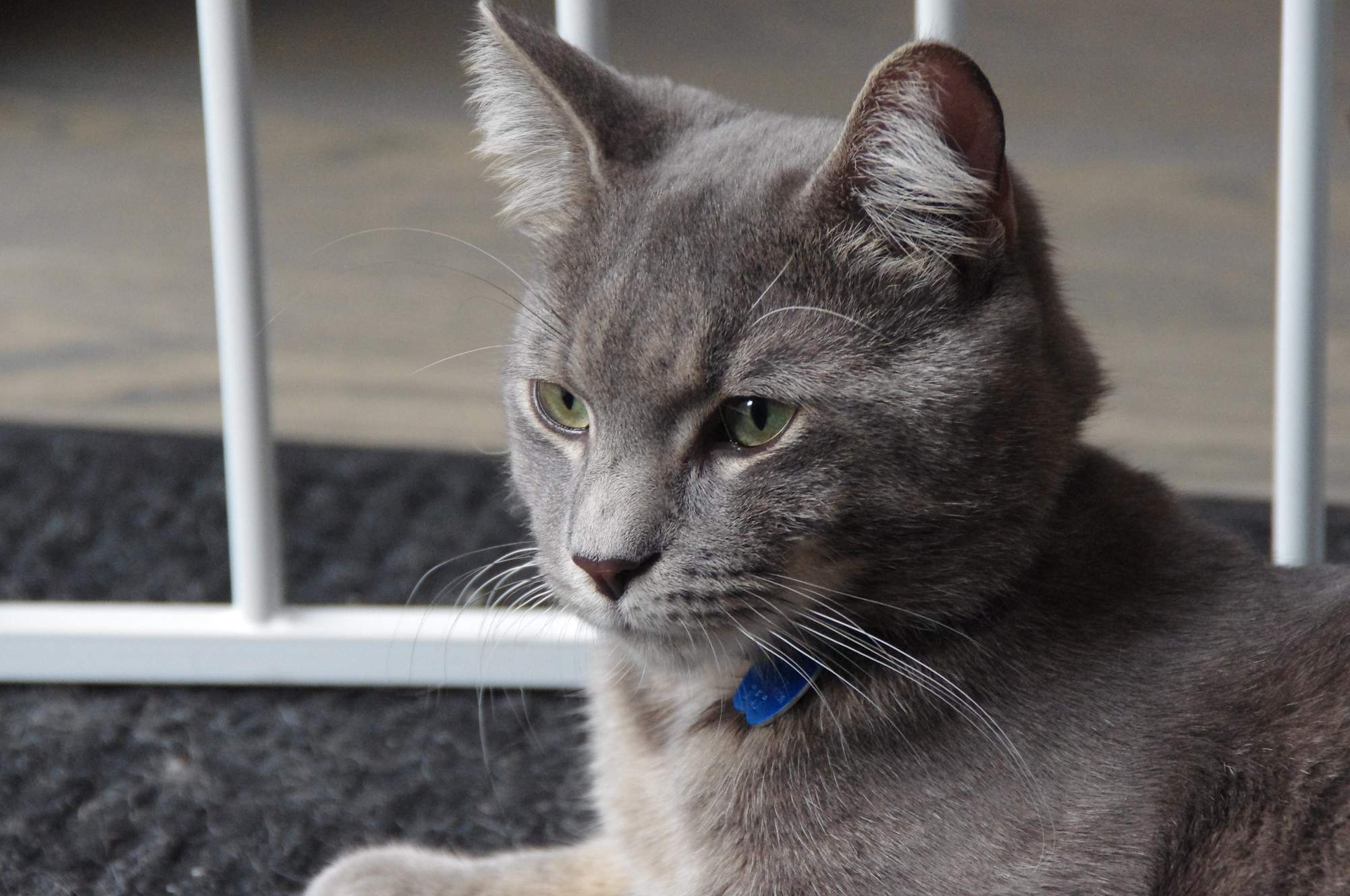  5 důvodů, proč je důležité psa a kočku pravidelně odčervovat