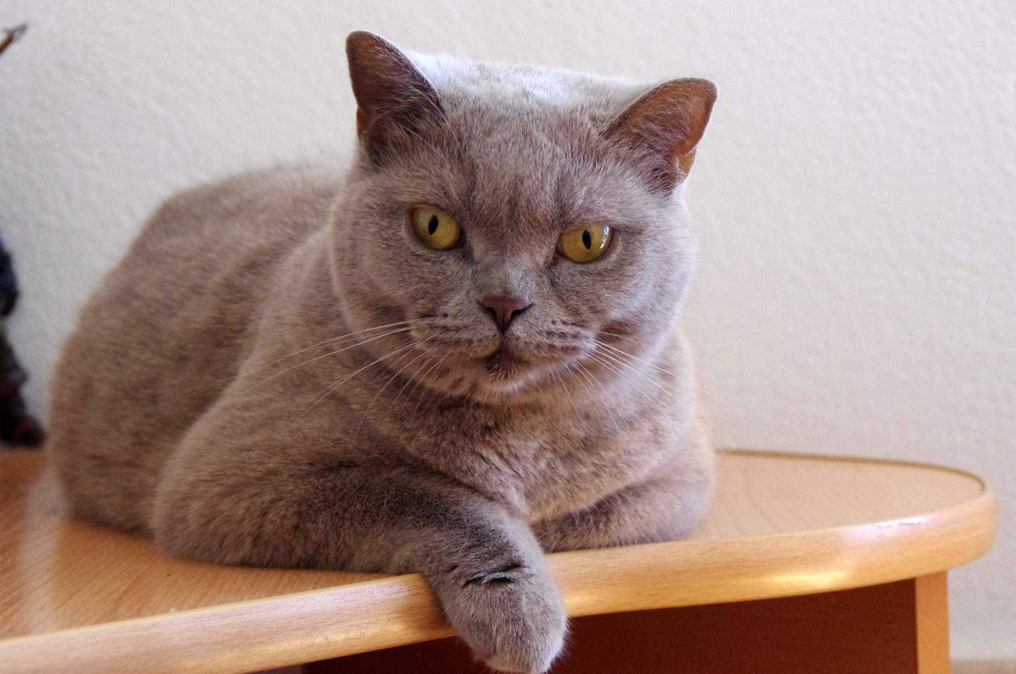 Ušlechtilé kočky fascinují po staletí