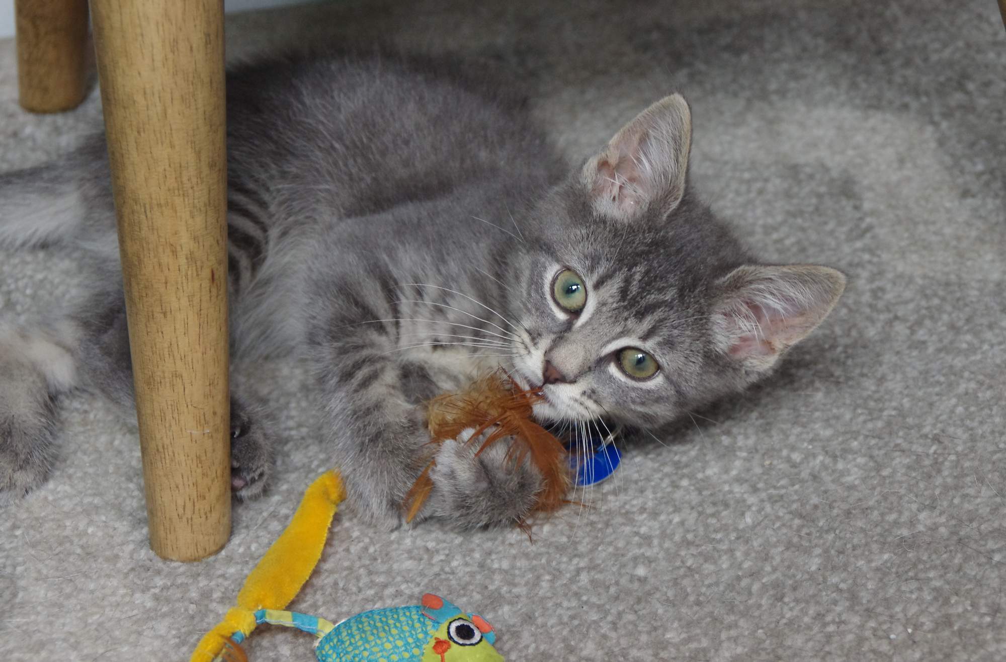 7 rad, na co si dávat pozor, když jdete k chovateli pro kotě