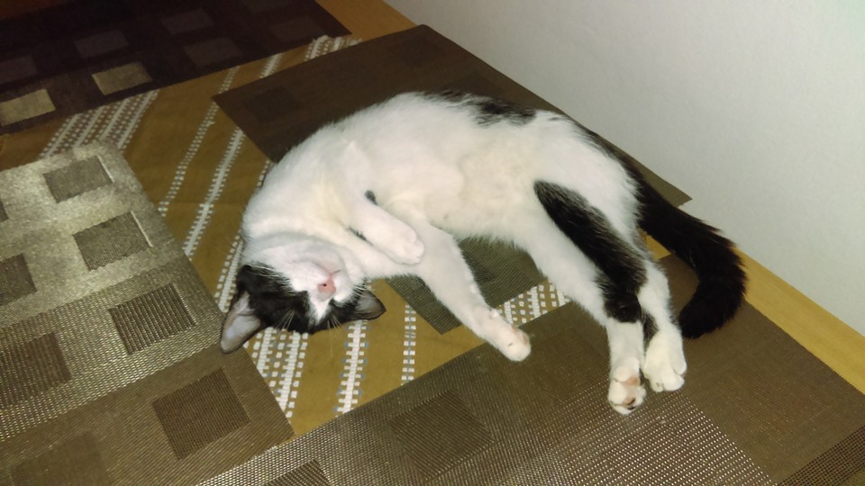 7 rad, jak si vybrat veterináře