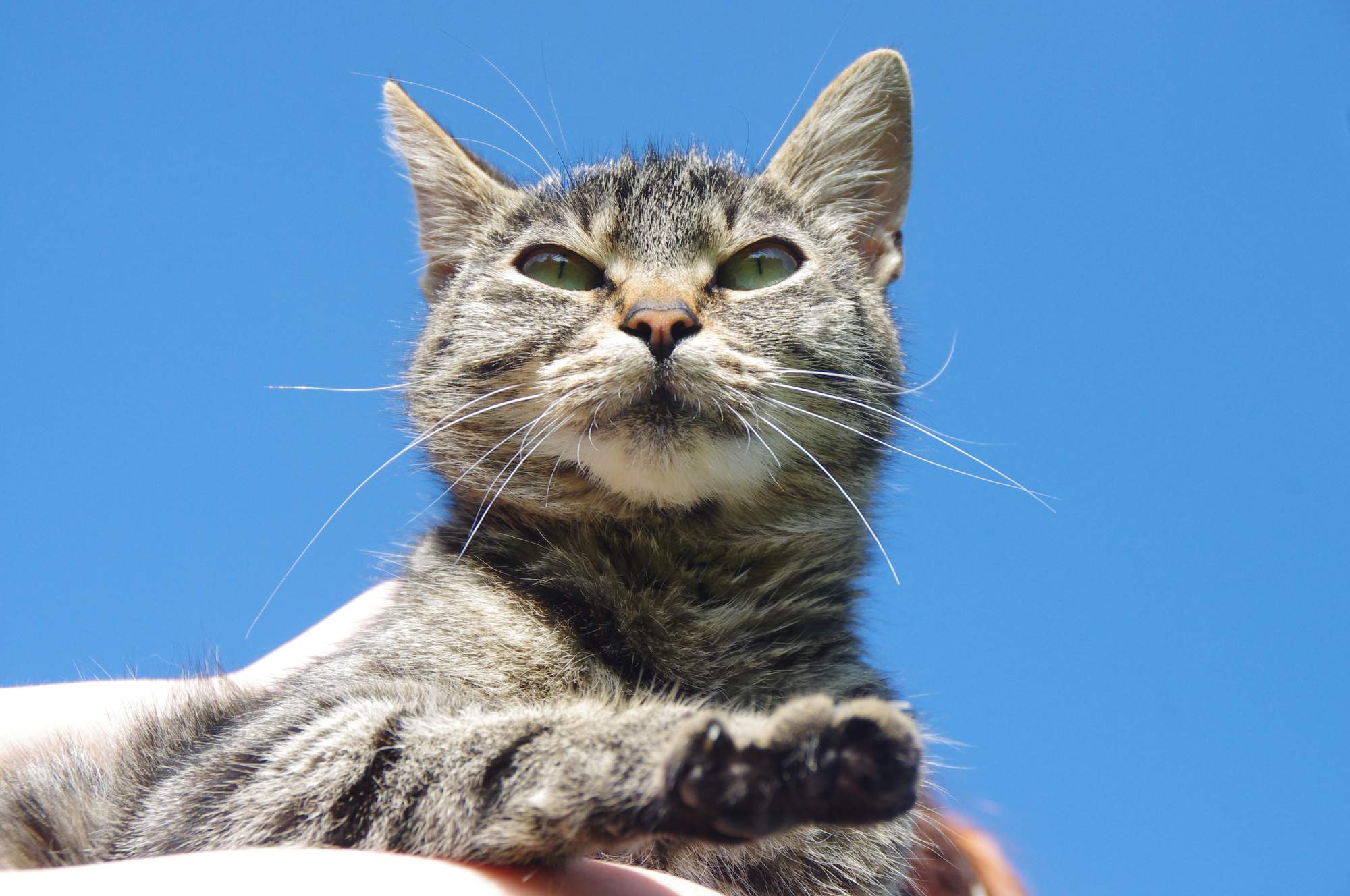 Světový den boje proti vzteklině