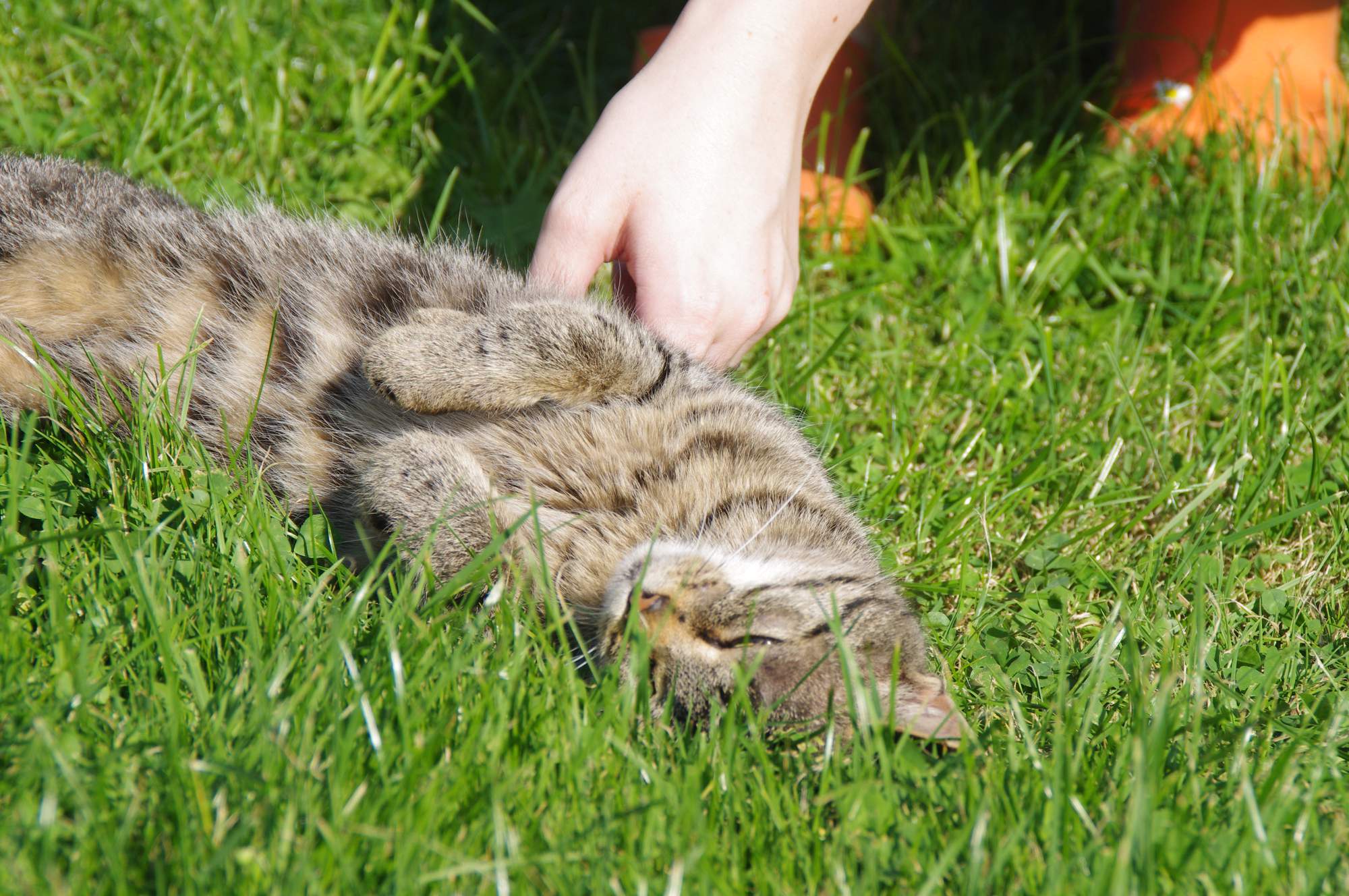 Příchylnost k majiteli