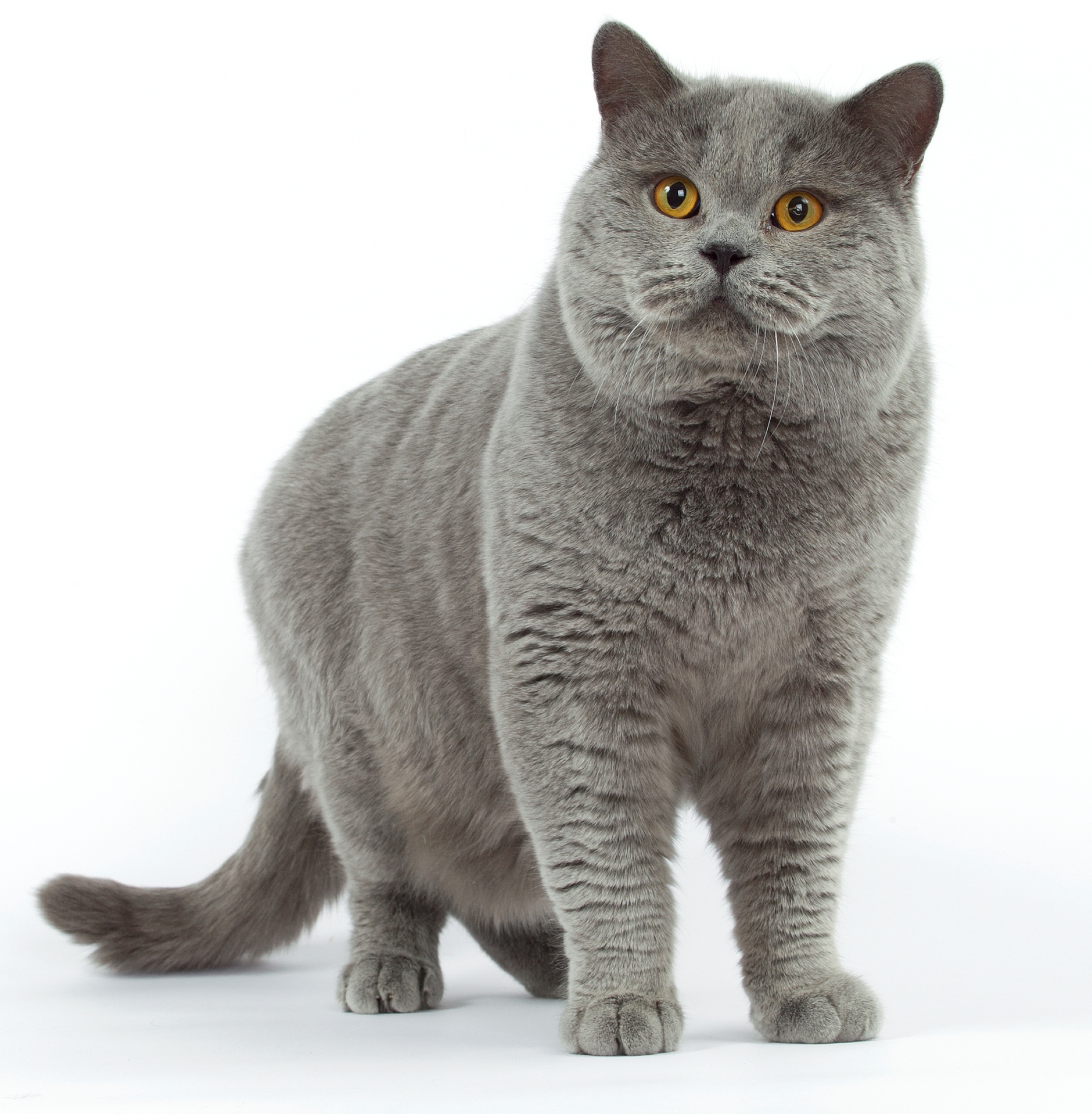 5 oblíbených kočičích plemen