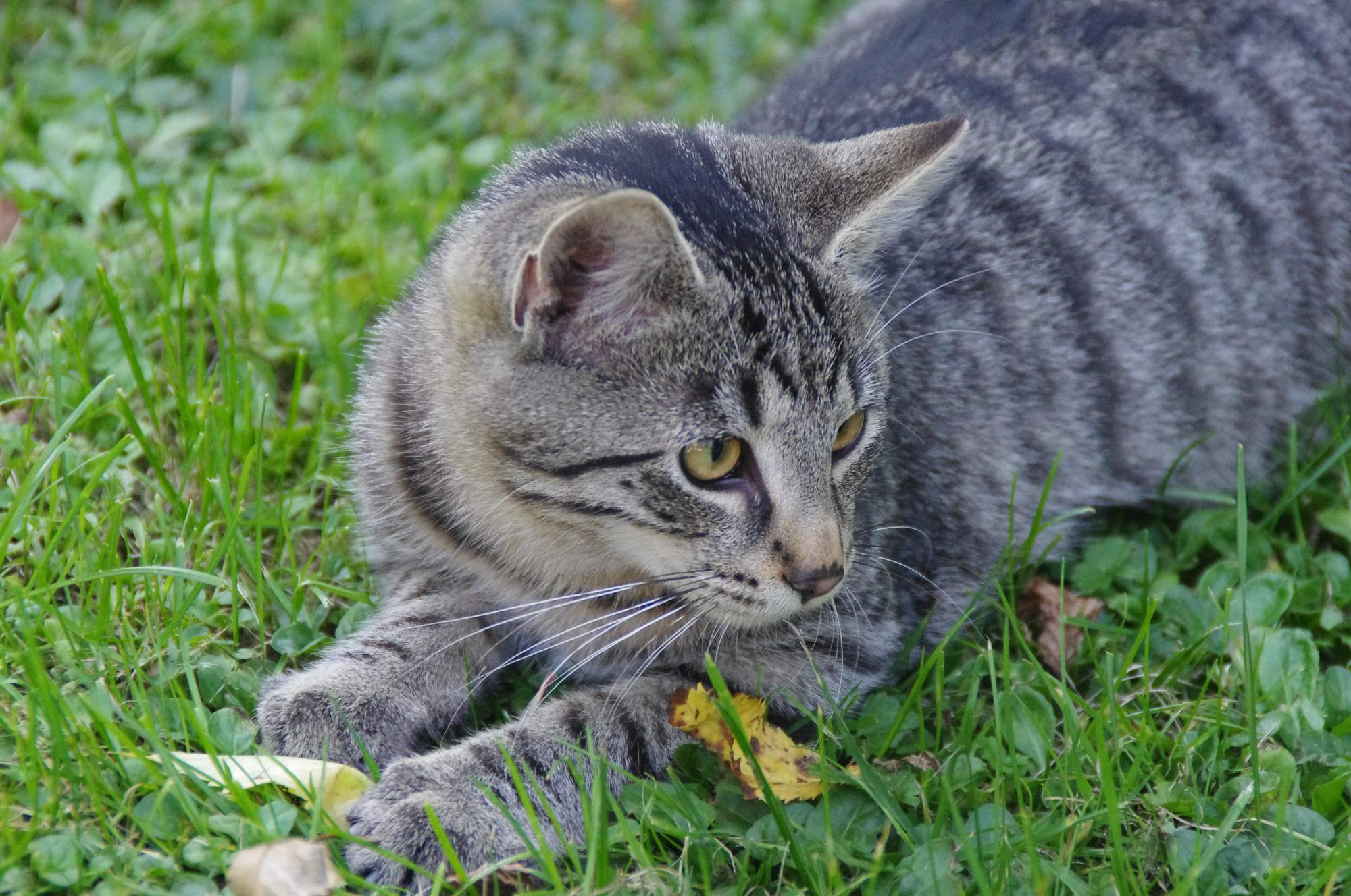 Kočky žily v těsné blízkosti lidí již před 5300 lety