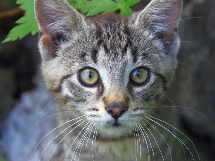 Charitativní sbírka pro psy a kočky z útulků