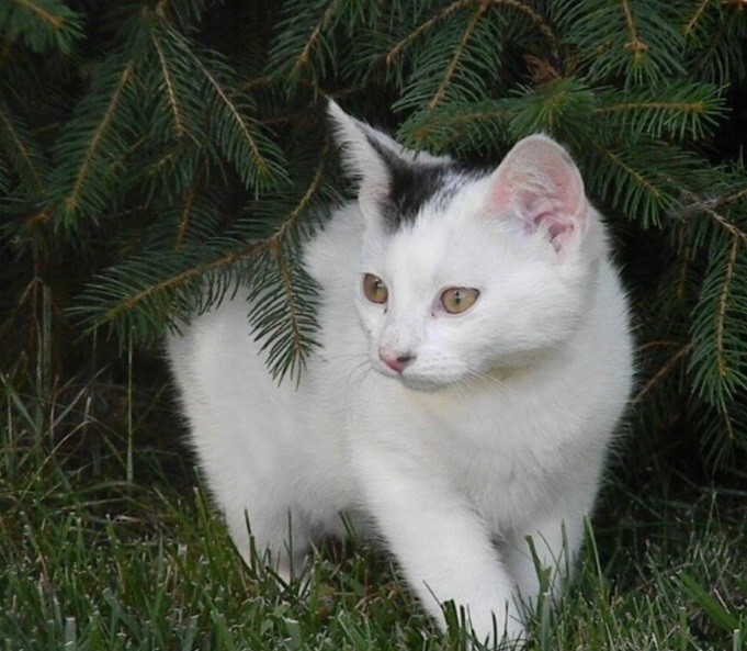 Adventní umísťovací výstava koček v Praze