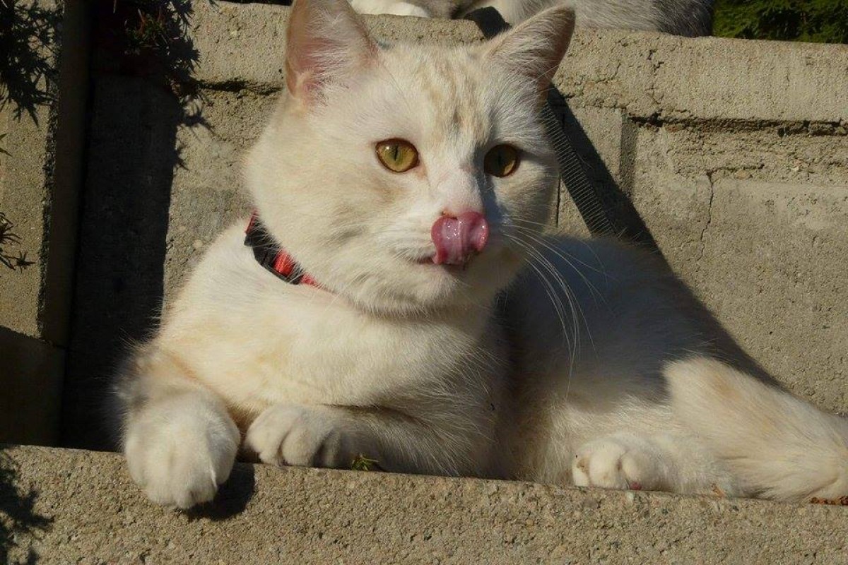 Ryby v kočičím jídelníčku