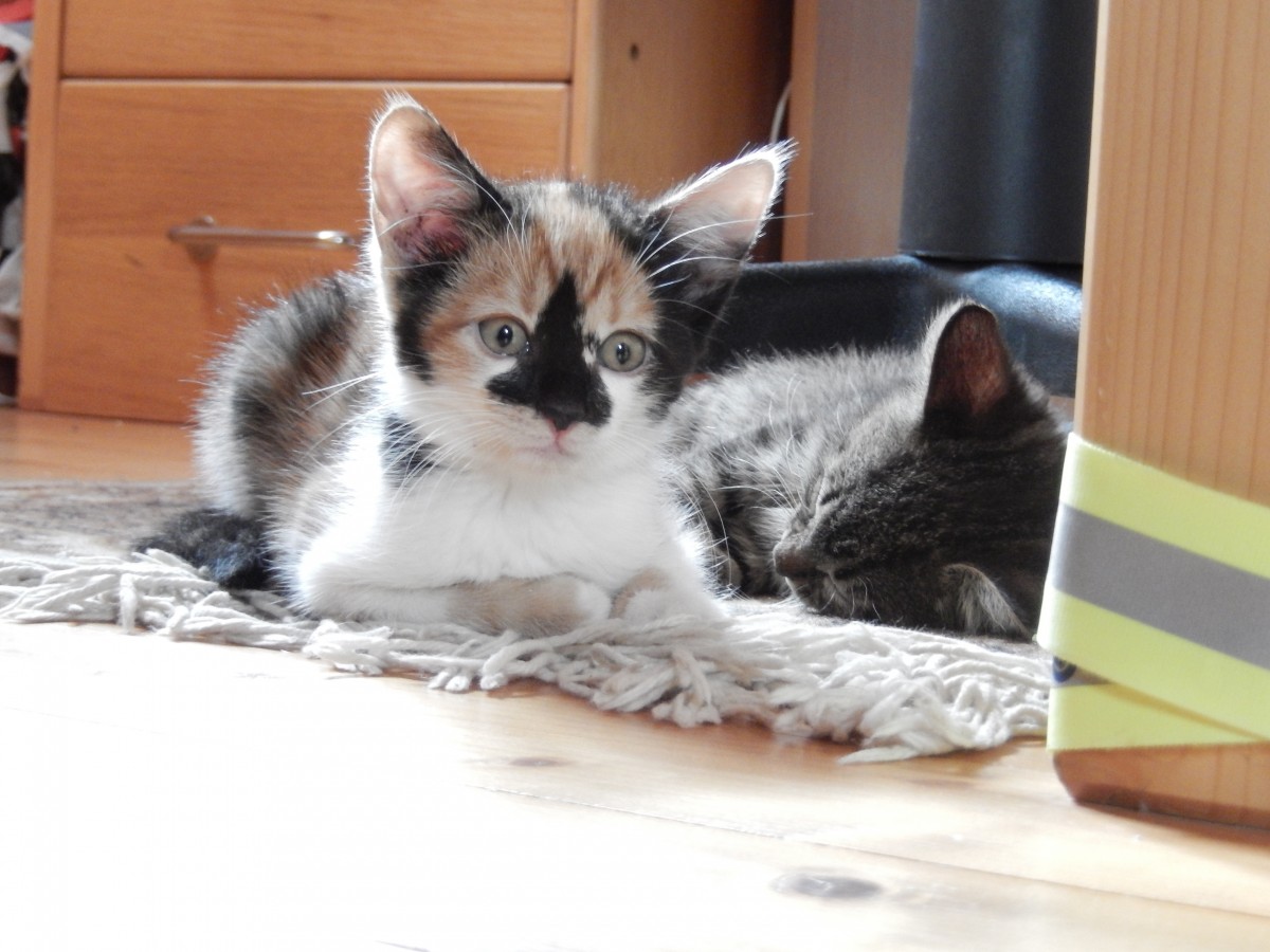 Živý vánoční dárek