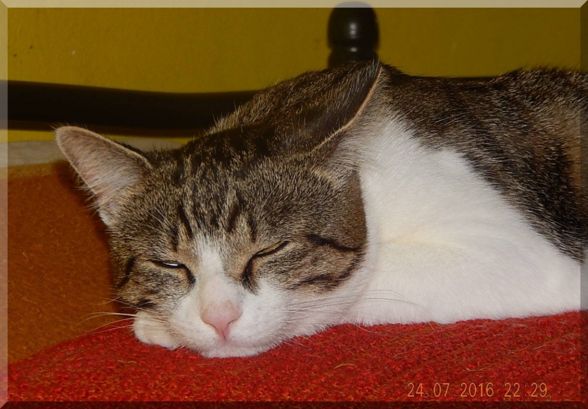  Opuštěná zvířata se radují ze 45,3 tun darovaných granulí