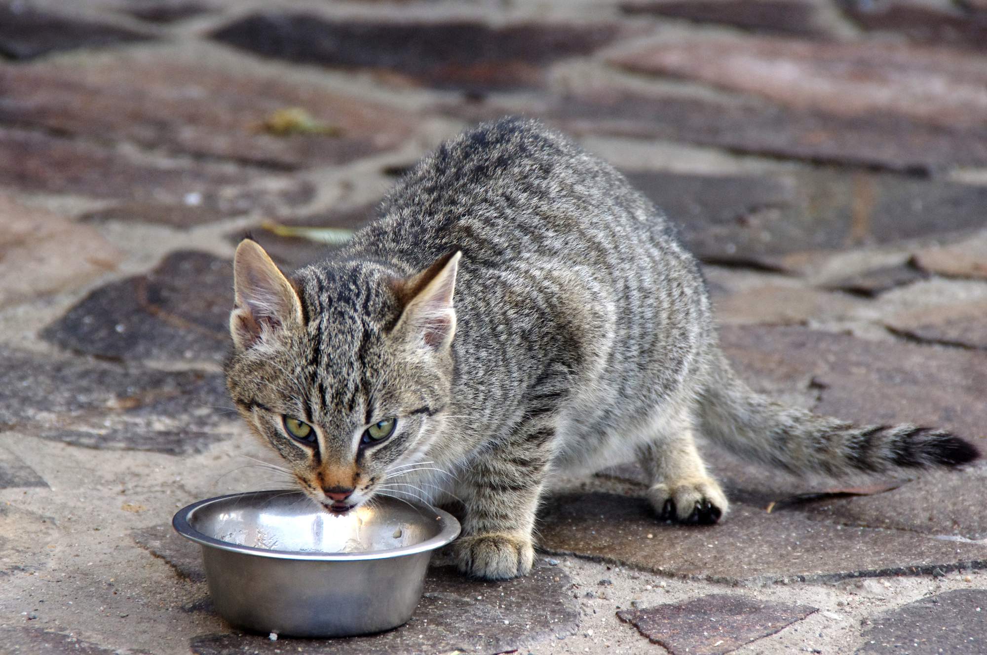 Psí a kočičí Vánoce: jaké dobroty raději schovat a čím je nahradit?