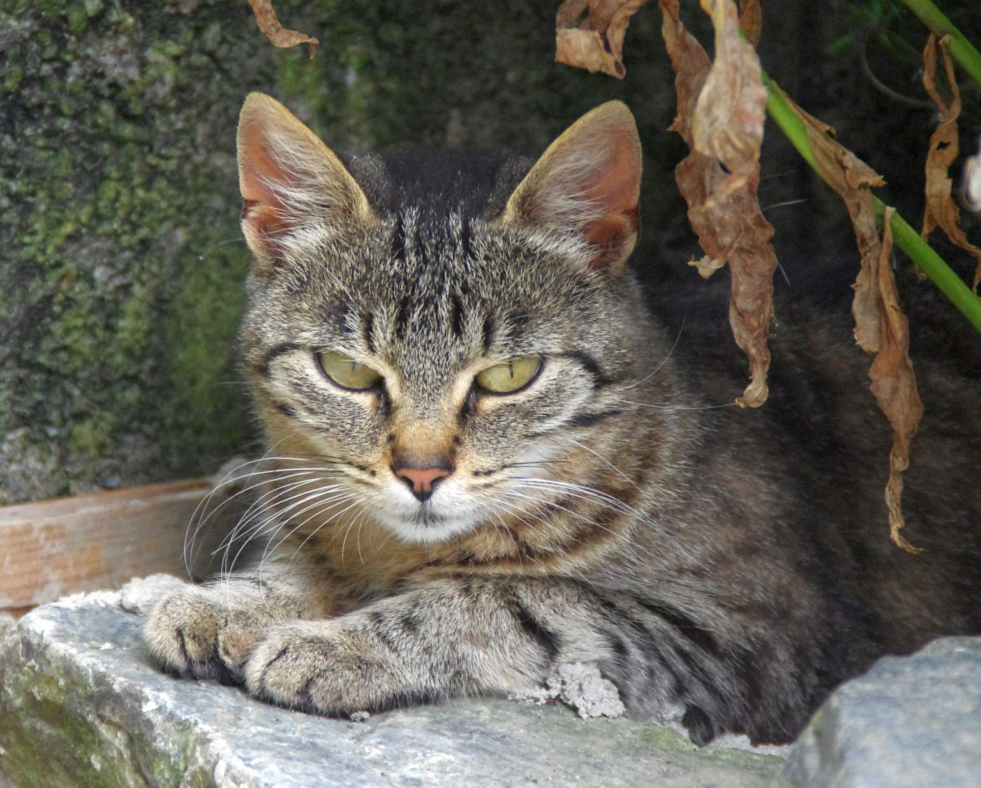 Útulky se po hlučných silvestrovských oslavách plní zvířaty 