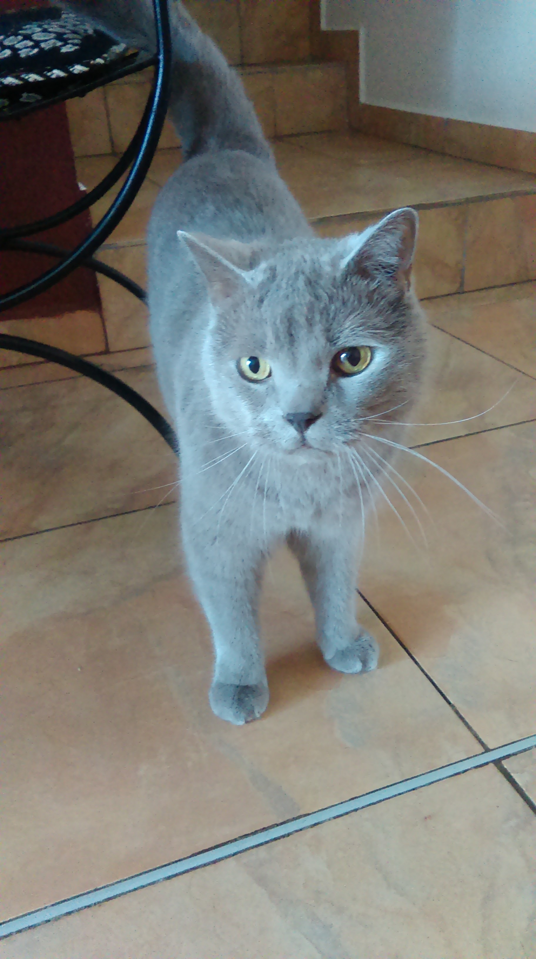 10 novoročních předsevzetí pro majitele zvířat