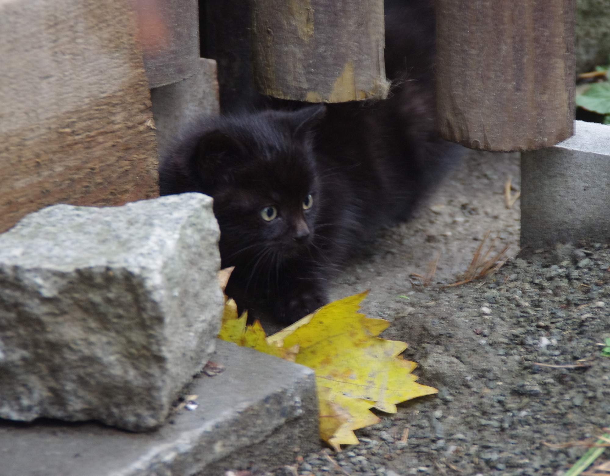 Pozvánka: 4. Umisťovací výstava koček 8. 1. 2017, Toulcův Dvůr Praha Hostivař