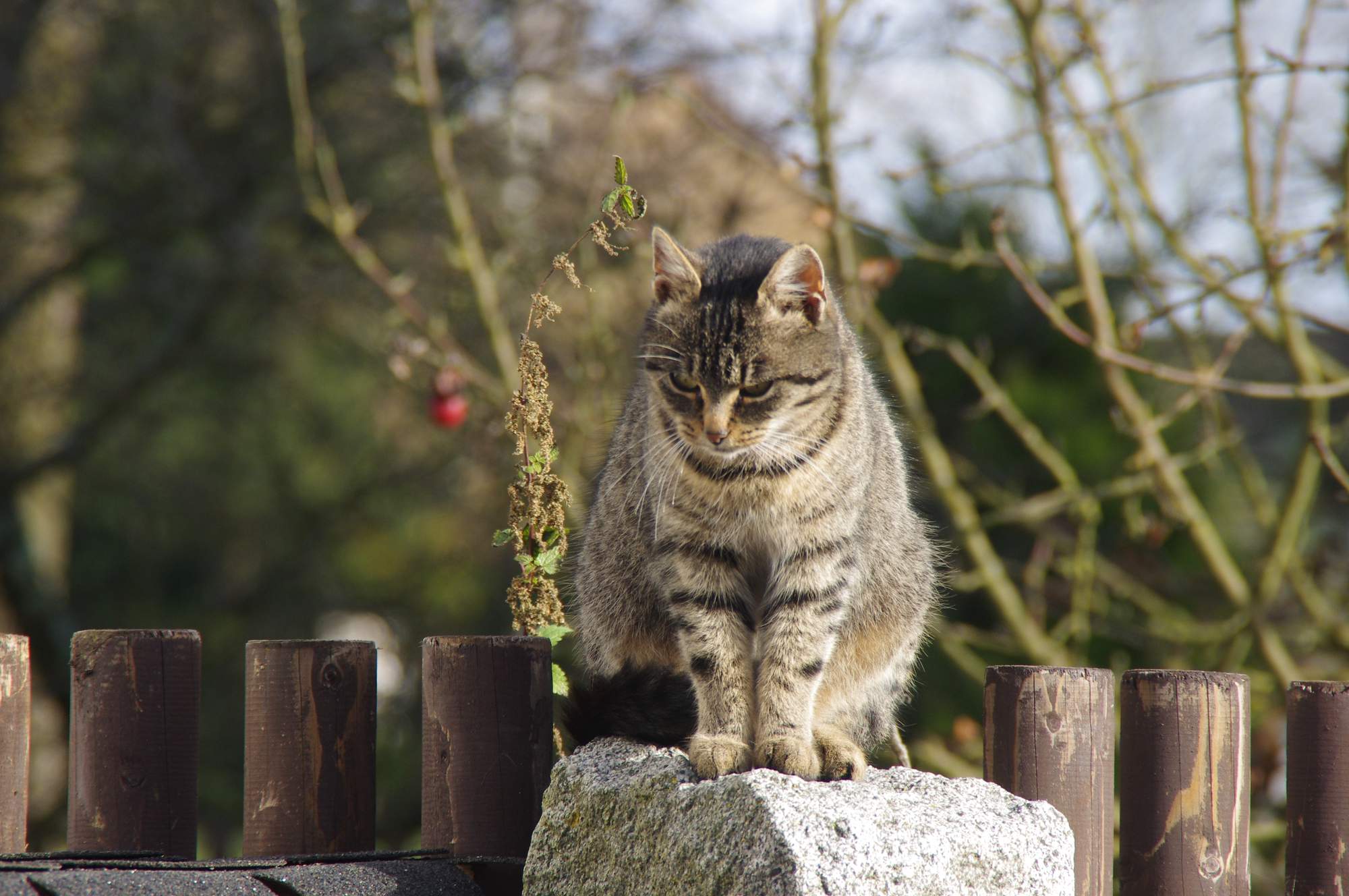 Péče o psy a kočky v zimním období