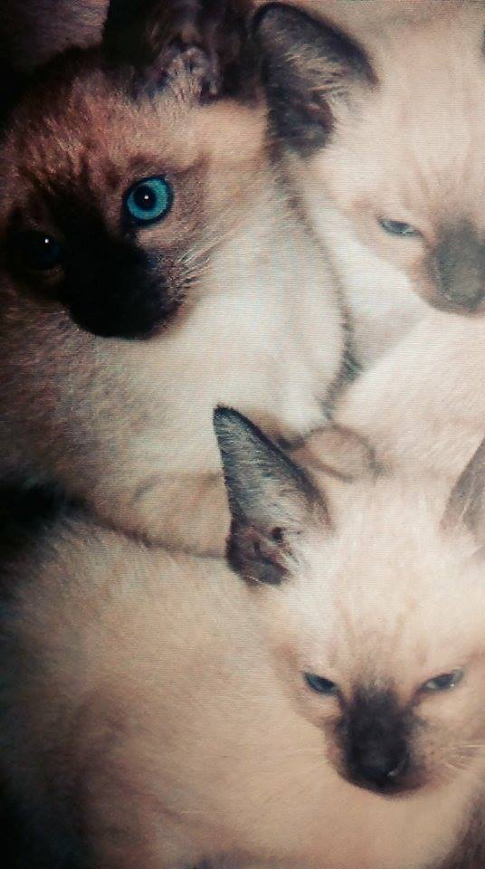 Pojistný podvod s umrzlými siamskými koťaty nevyšel