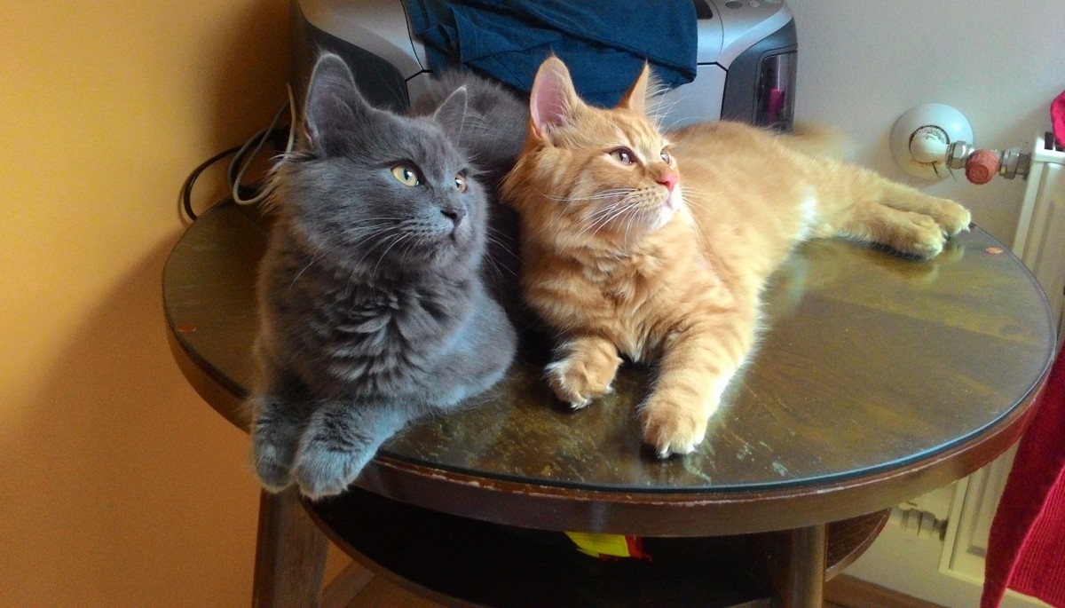 4 osvědčené tipy, aby se kočce u vás doma líbilo