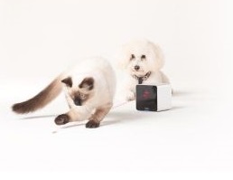 Technologická vychytávka: Podívejte se, co dělá váš domácí mazlíček, když nejste doma