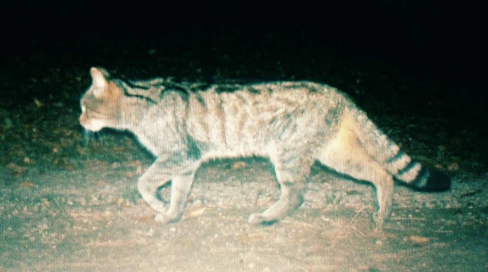 10 poznatků o kočce divoké evropské