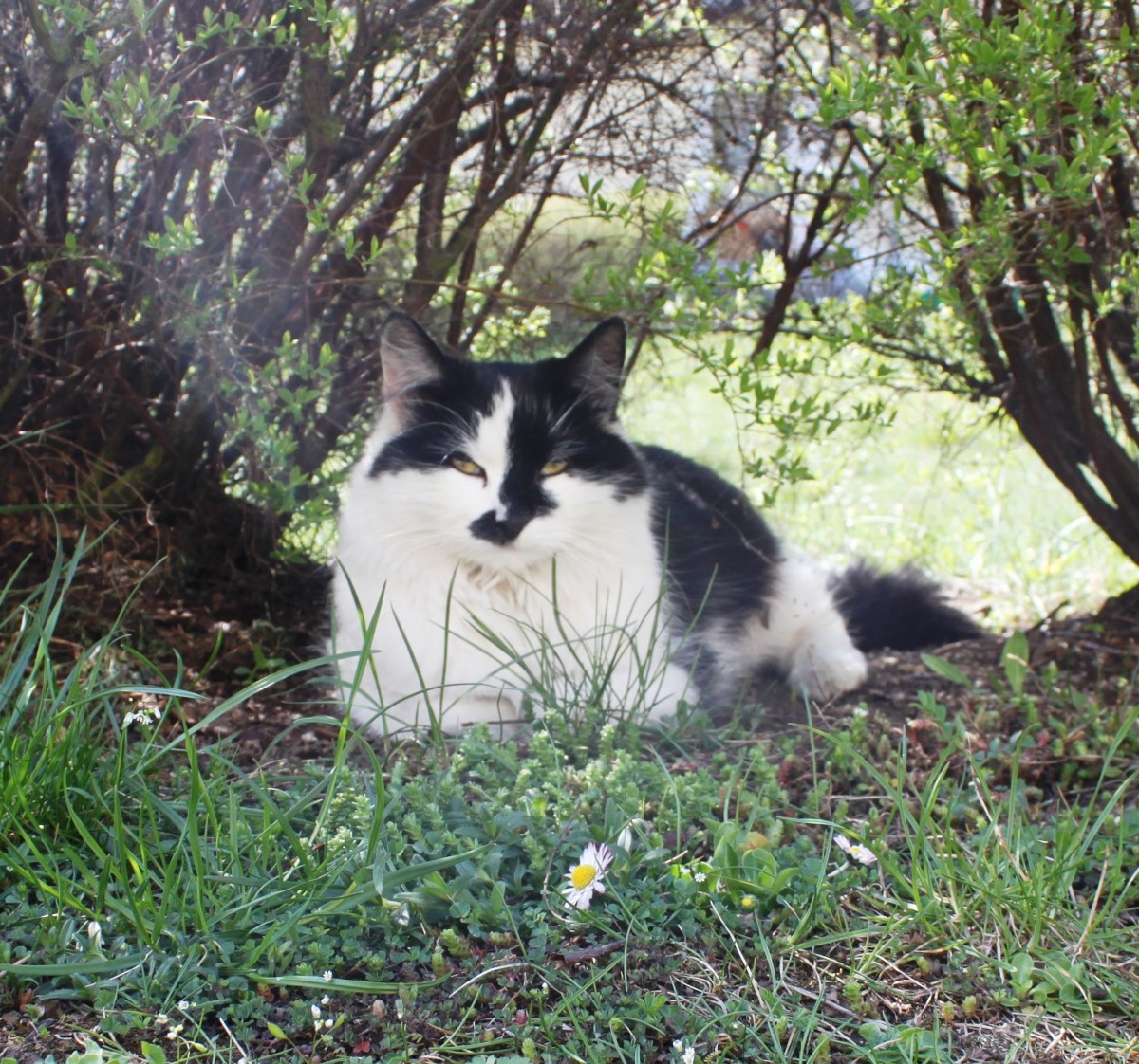 Nejčastější potravní alergeny u psů a koček